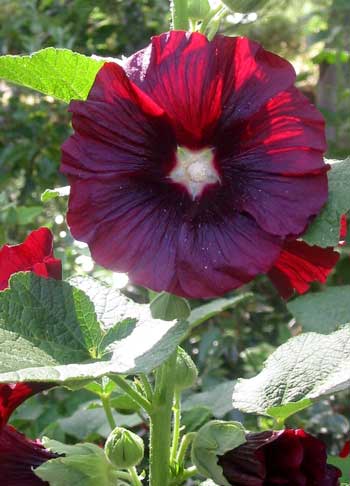  This summer there are many clumps of red hollyhocks which have all self sown. 