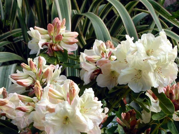  All the rhododendrons in the garden are growing well this year, although some are not flowering much. 