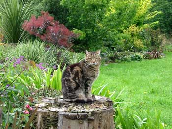  The most beautiful cat in the garden? 