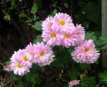  Appreciated for late autumn colour. 