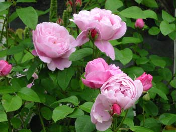  Soft beautiful pink roses. 