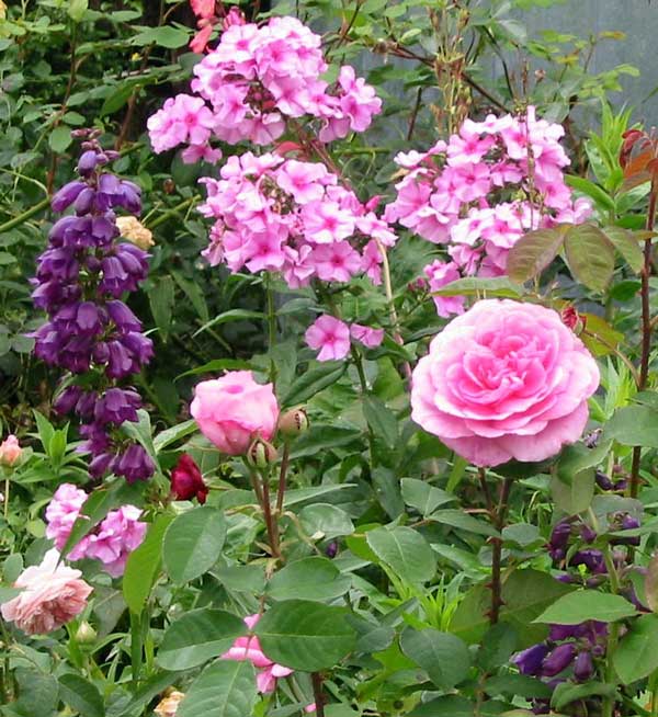 Phlox, penstemon and an unknown pink rose. Phlox, penstemon and an unknown pink rose.