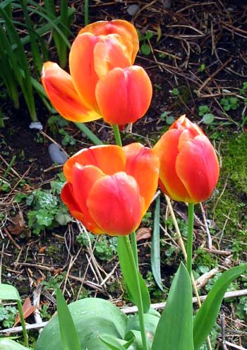 These provide flashes of colour in the borders at this time of year. These provide flashes of colour in the borders at this time of year.