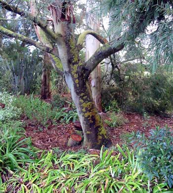  This is one of the remaining Wattles by the hen house - it suffered in the snowstorm, losing many of its branches 