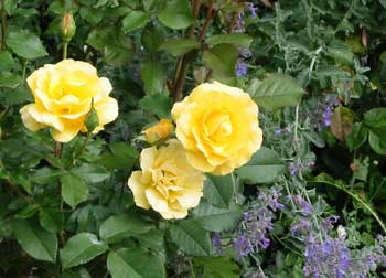 This is a new rose which I planted at the end of last September... 