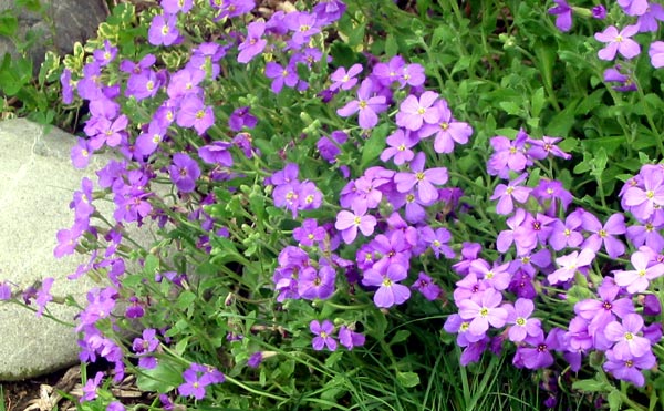  Aubrieta is well worth growing from seed, and makes a great edging plant by the stones. 