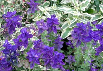  This annual salvia with its beautiful dried blue flowers shares space with variegated Scrophularia 