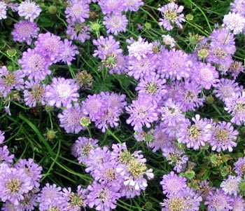This is an easy perennial to grow in the front of the summer border. This is an easy perennial to grow in the front of the summer border.