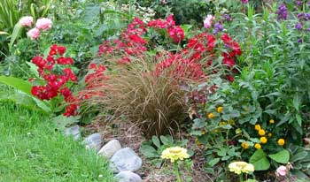  An inspired(?) planting allows this wonderful rose to flop all over a brown tussock. 