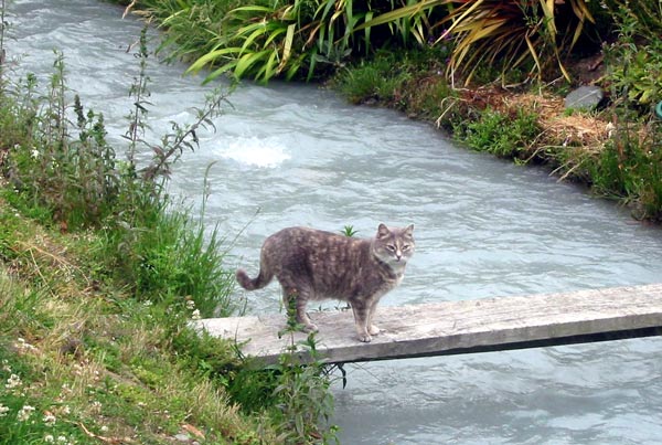  Jerome the cat has no fear of the water rushing below. 