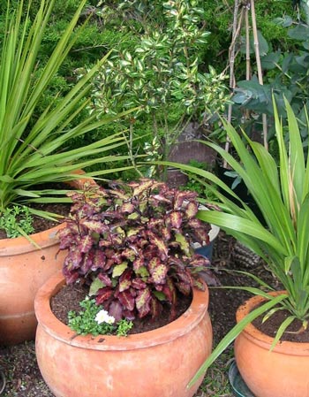  These ceramic pots are newly planted with Cordylines and a New Zealand Pepper tree. 