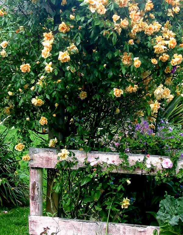 This is the fourth summer for this pergola rose, and again the best ever flowering display it's given me. This is the fourth summer for this pergola rose, and again the best ever flowering display it's given me.