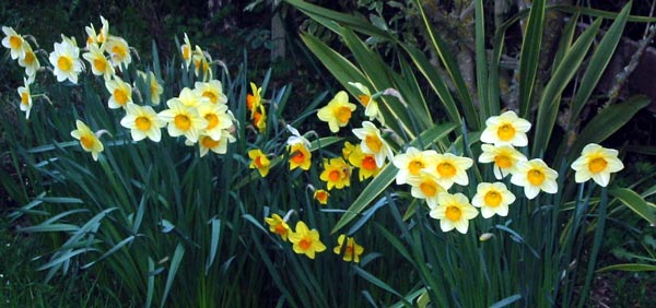  A row of assorted yellow daffodils in Middle border. 