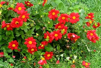  This dahlia grows behind the glasshouse. 