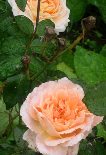  Flowering late but beautifully near the pergola. 