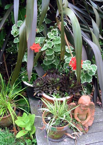  Echeveria, variegated geranium and and a weather-beaten angel garden statue in front of a large bronze flax 