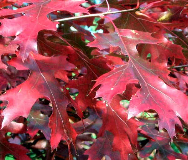  Colourful details from the autumn garden. 