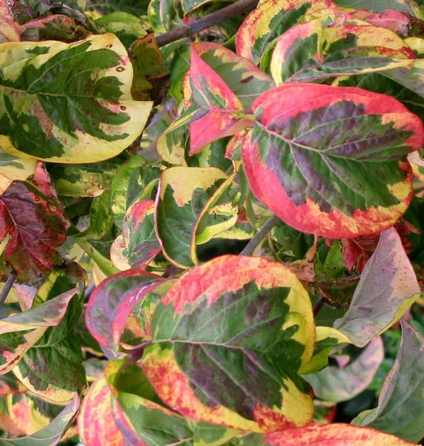  These multi-coloured leaves are a beautiful sight in the garden late May. 