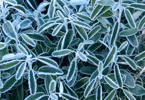  This is a Senecio, with yellow flowers in summer. 