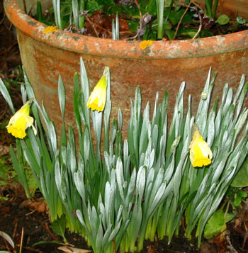  Daffodils look insignificant in a photo, but are so powerful in their real space in the garden. 