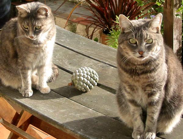  Here are the two grey cats Stumpy and Jerome catching the afternoon sun on the old patio table. 