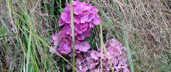  A brave and subtle hydrangea peeps out from behind a huge clump of Mountain grass in the Apple Tree border 