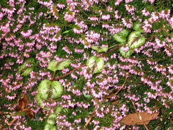  A thread of Lamium winds its way through a winter flowering Erica in the Laundry garden. 