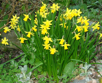  This clump of miniature daffodils is one of the happiest, never failing to flower. 