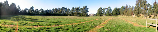  This photo was taken just weeks after planting the Hazelnut orchard. 