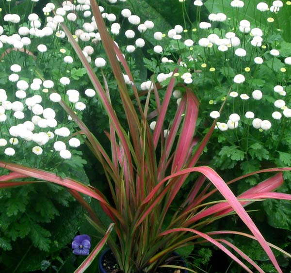  This is one of my newly purchased flaxes. It is beautifully striped in a warm pink and a limey green. 