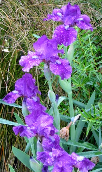  These irises are hidden in the Hen-House Border, and are always the earliest to bloom. 