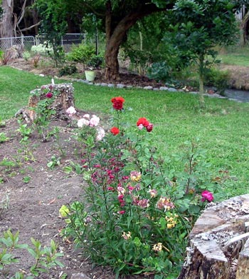 Just wait - this garden is soon going to get bigger. Just wait - this garden is soon going to get bigger.