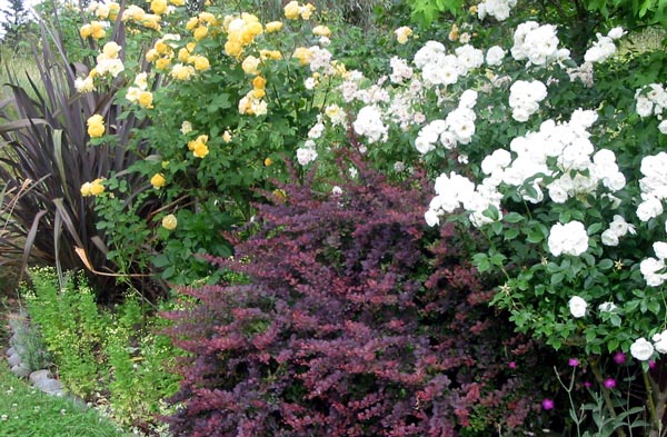 These roses are in the side house border - they are Graham Thomas, Phyllis Bide and Iceberg. These roses are in the side house border - they are Graham Thomas, Phyllis Bide and Iceberg.