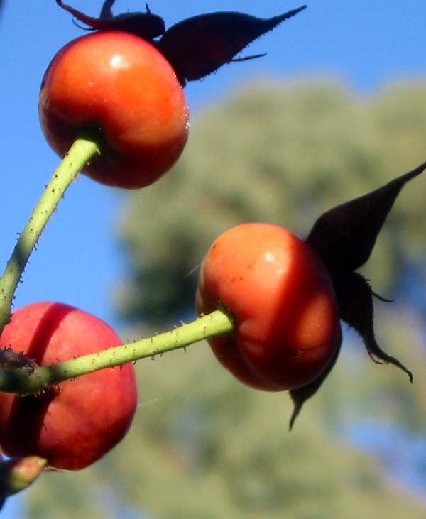  Roses which produce hips bring interesting shapes and colours to the winter garden. 