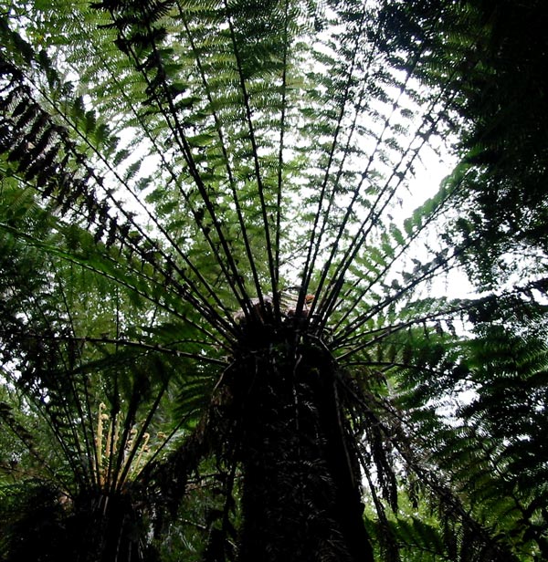  Experts will know the botanical name of this highly prized fern. 