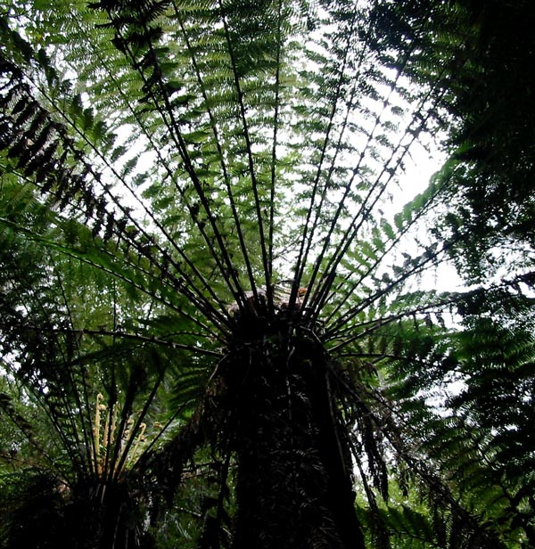 Experts will know the botanical name of this highly prized fern. Experts will know the botanical name of this highly prized fern.