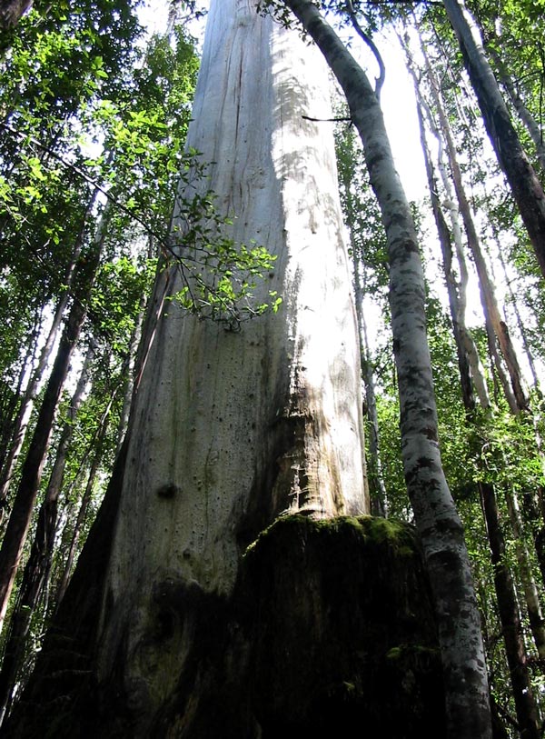 One of the towering gum trees we passed on a forest walk. One of the towering gum trees we passed on a forest walk.