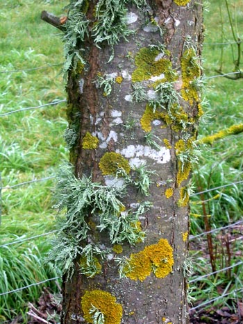  Some of the subtle colours of winter seen here on a Sorbus trunk. 