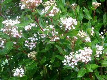  Another of the winter flowering shrubs, subtle and easily missed. 