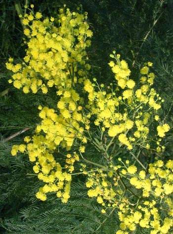  The first sign of the yellows that will soon fill the garden. 