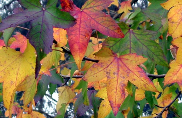  The last tree in the garden to change leaf colour. 