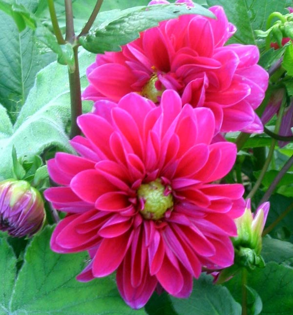  Bravely flowering as the first frost strikes them down. 