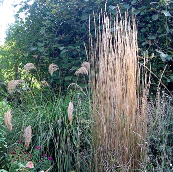  Miscanthus, and a New Zealand weeping grass. 