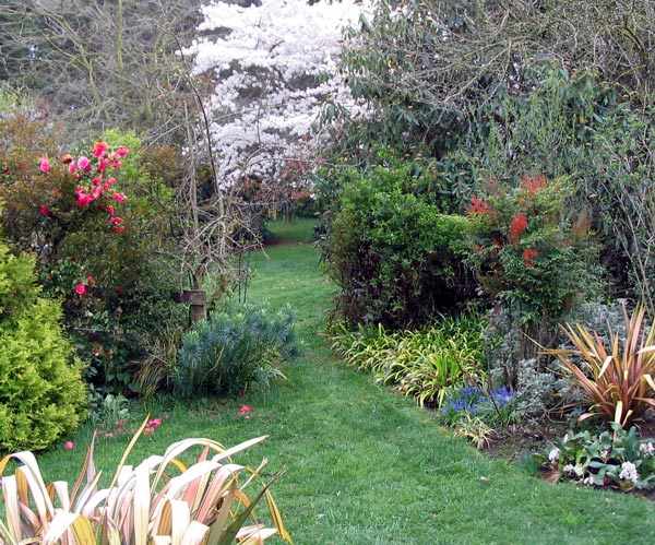  It's that big flowering cherry tree again! 