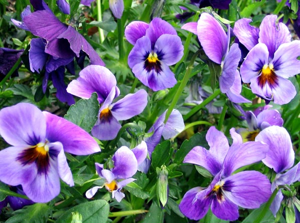  My self-sown pansies in the Willow Tree Garden. 