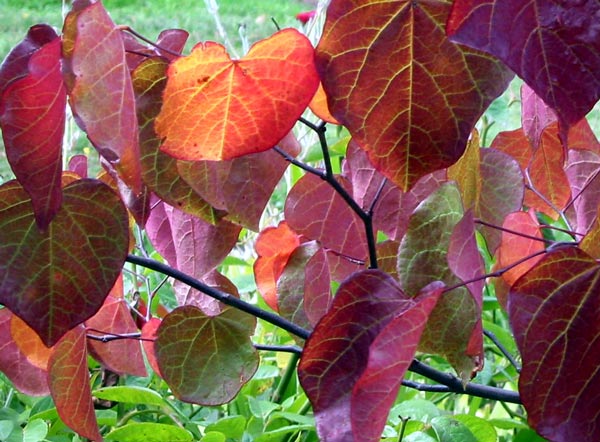  Cercis Forest Pansy is a beautiful small specimen tree. 