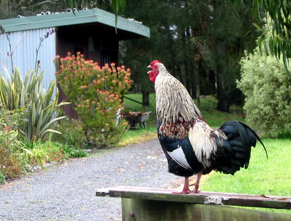  My noisy bird friend on the gate, with the red Leucadendron in the distance. 