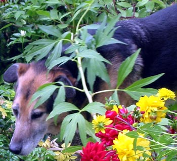  Pushing through the late summer flowers. 