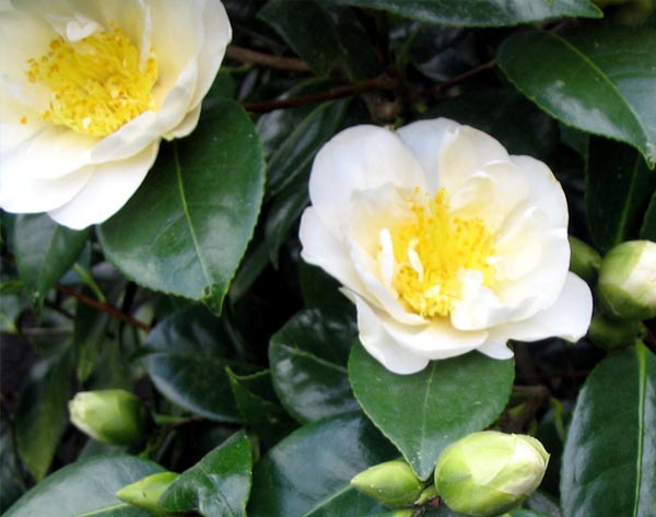  I promised I'd be photographically vigilant concerning the Camellias this year! 