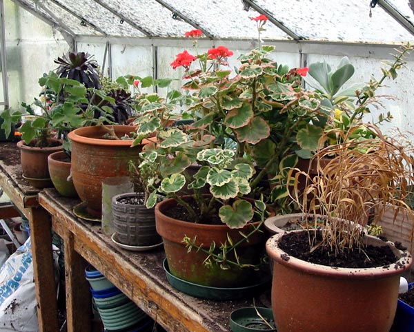  Pelargoniums, Aeoniums, and assorted half-hardy plants are protected from the winter frosts. 